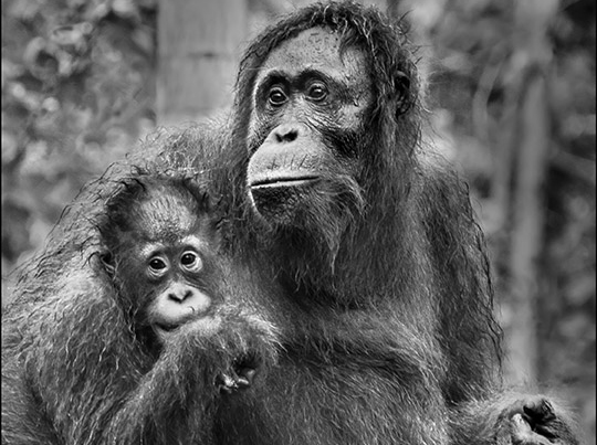 Photographing Orangutans - King Carlos, Alpha Male Orangutan